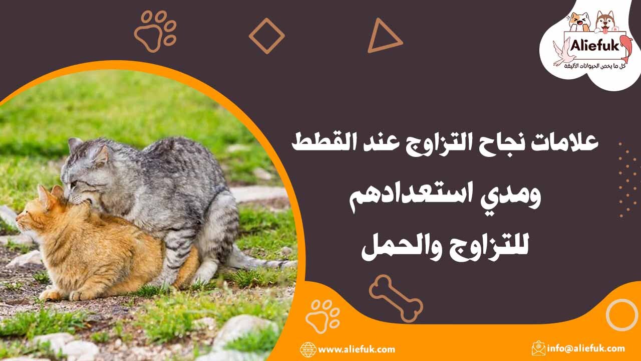 ثعلبة القطط