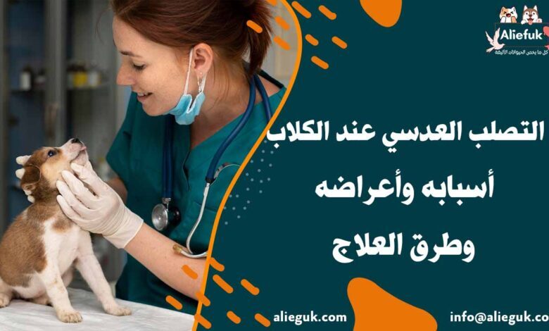 علاج التصلب العدسي عند الكلاب