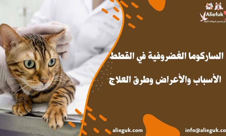 علاج الساركوما الغضروفية في القطط