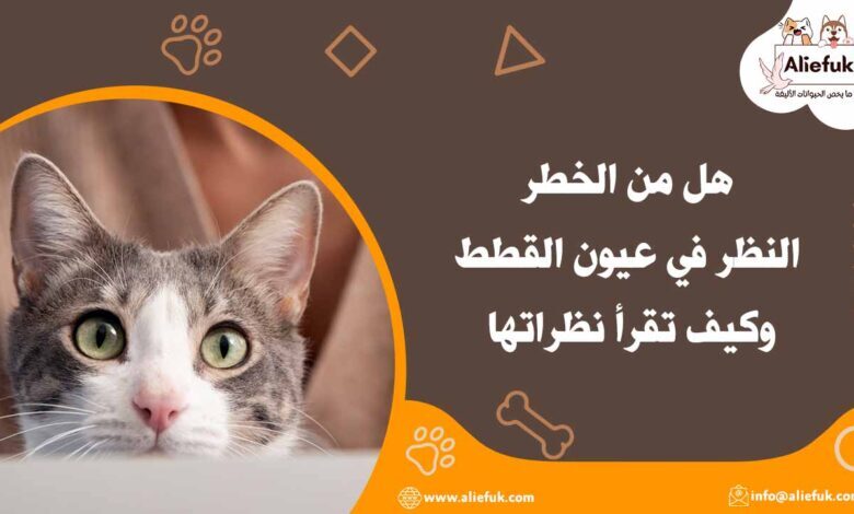 أضرار النظر في عيون القطط