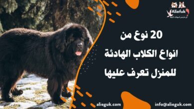 أشهر انواع الكلاب الهادئة