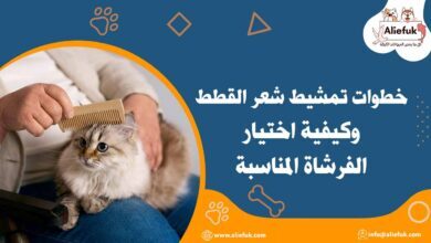 كيفية تمشيط شعر القطط