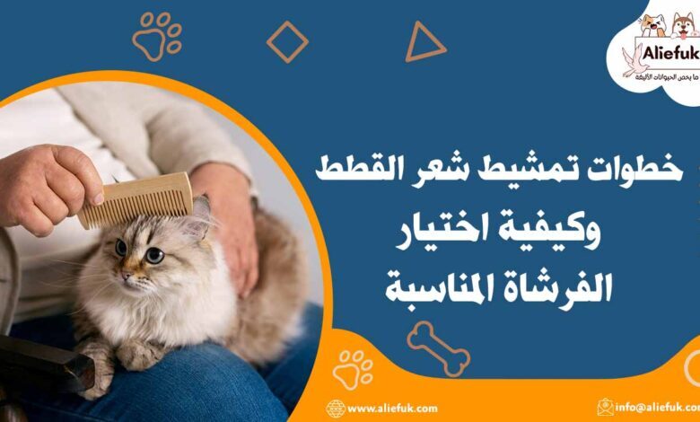 كيفية تمشيط شعر القطط