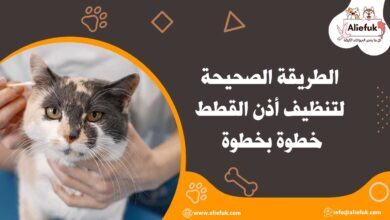 خطوات تنظيف أذن القطط