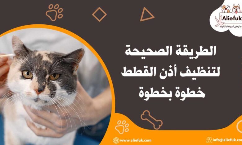 خطوات تنظيف أذن القطط