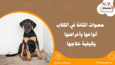 علاج حصوات المثانة في الكلاب