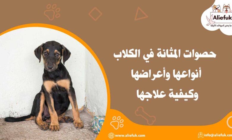 علاج حصوات المثانة في الكلاب