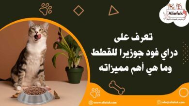 أنواع دراي فود جوزيرا للقطط