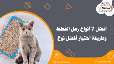أنواع رمل القطط
