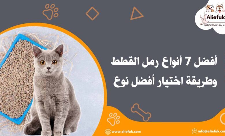 أنواع رمل القطط