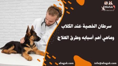 علاج سرطان الخصية عند الكلاب