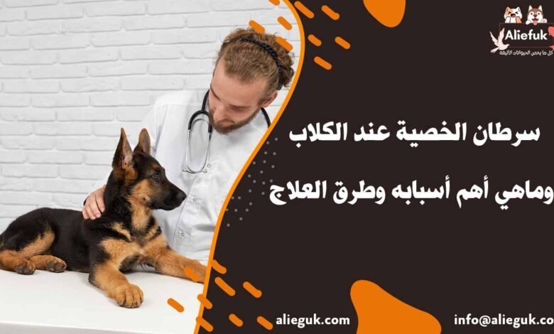سرطان الخصية عند الكلاب وماهي أهم أسبابه وطرق العلاج - موقع أليفك علاج سرطان الخصية عند الكلاب