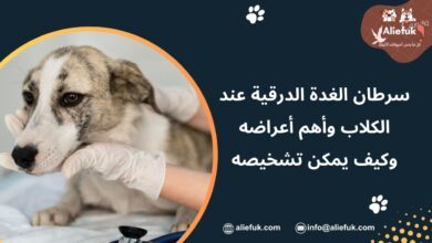 علاج سرطان الغدة الدرقية عند الكلاب