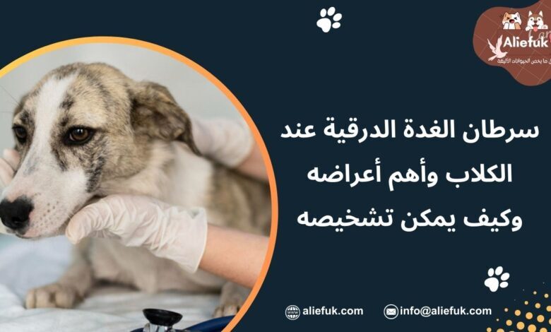 علاج سرطان الغدة الدرقية عند الكلاب