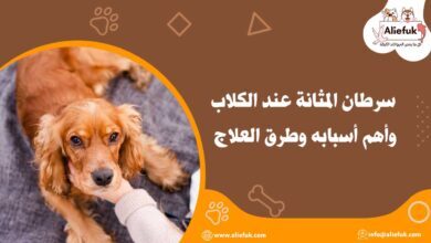 علاج سرطان المثانة عند الكلاب