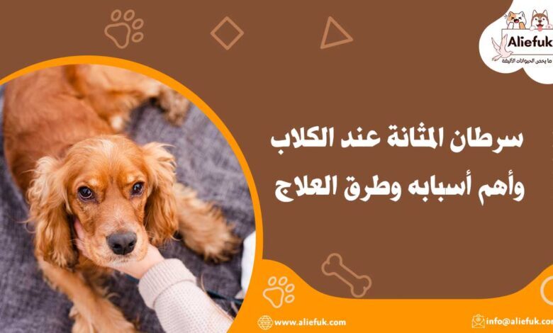 علاج سرطان المثانة عند الكلاب