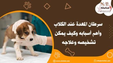 علاج سرطان المعدة عند الكلاب