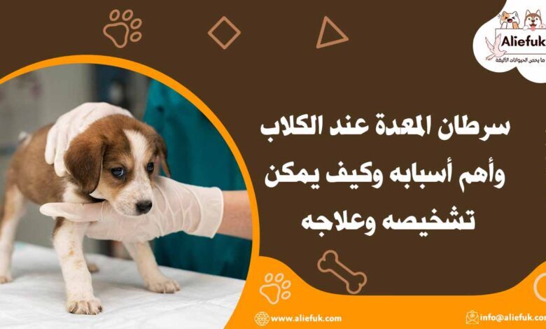 سرطان المعدة عند الكلاب وأهم أسبابه وكيف يمكن تشخيصه وعلاجه - موقع أليفك علاج سرطان المعدة عند الكلاب