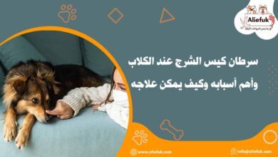 علاج سرطان كيس الشرج عند الكلاب
