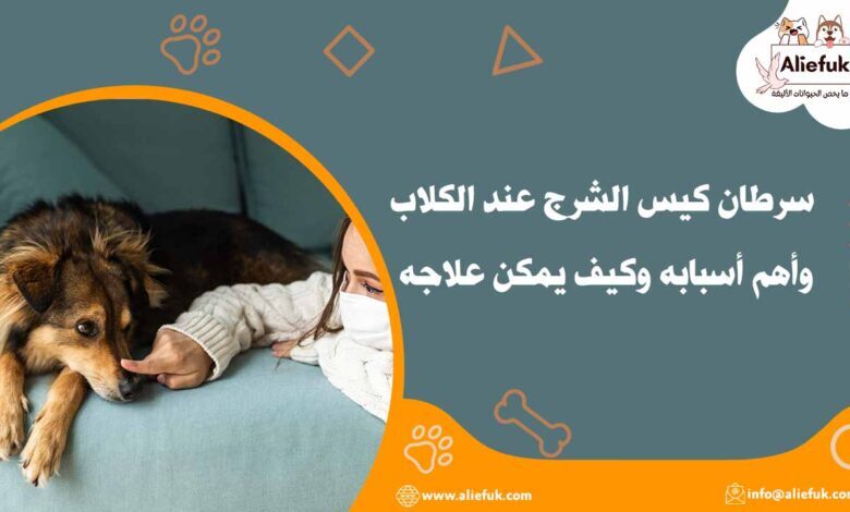 علاج سرطان كيس الشرج عند الكلاب
