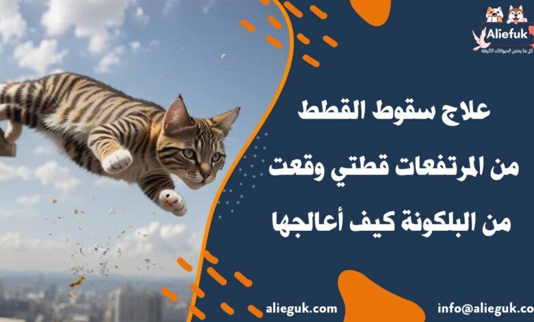 علاج سقوط القطط