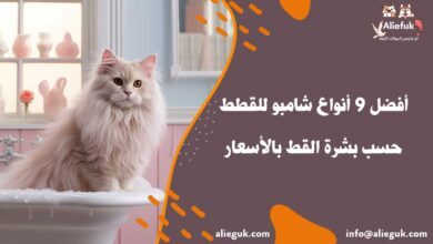 مواصفات شامبو للقطط