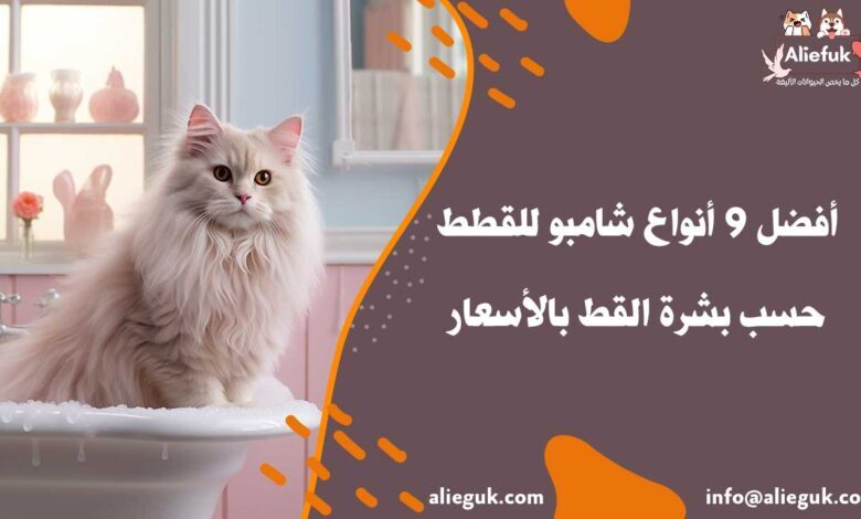 مواصفات شامبو للقطط