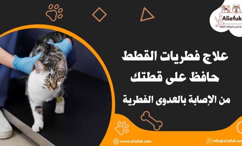 علاج فطريات القطط حافظ على قطتك من الإصابة بالعدوى الفطرية - موقع أليفك طرق علاج فطريات القطط