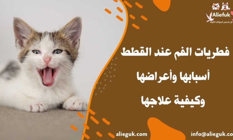 علاج فطريات الفم عند القطط