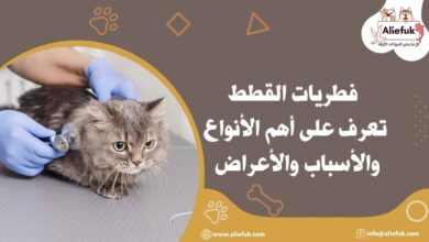 أنواع فطريات القطط