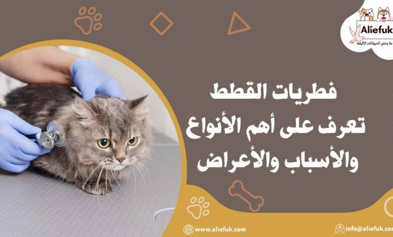 فطريات القطط تعرف على أهم الأنواع والأسباب والأعراض - موقع أليفك أنواع فطريات القطط