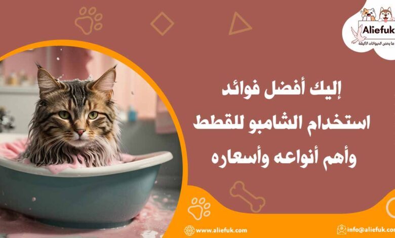 ما هي فوائد استخدام الشامبو للقطط