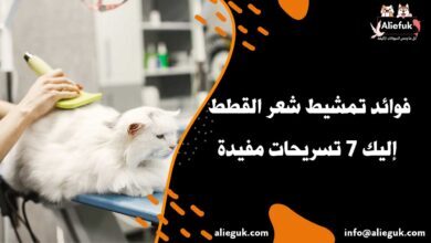 ما هي فوائد تمشيط شعر القطط