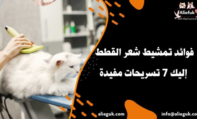 ما هي فوائد تمشيط شعر القطط