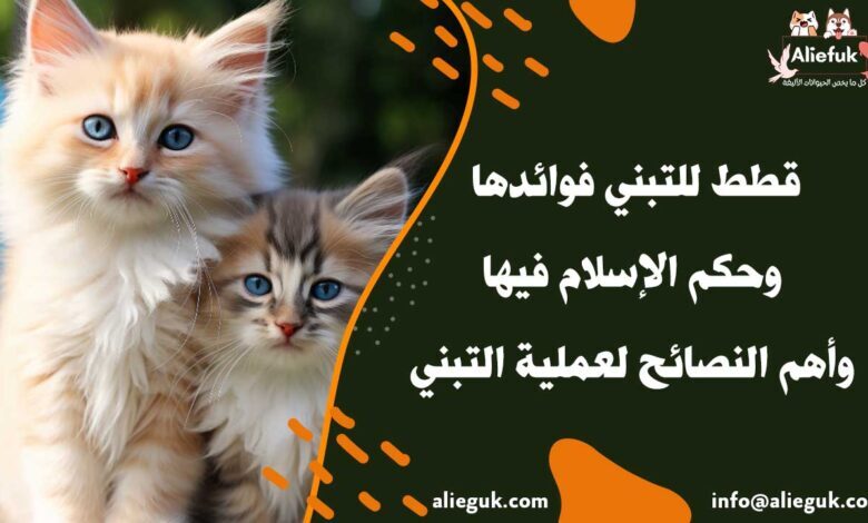 أنواع قطط للتبني