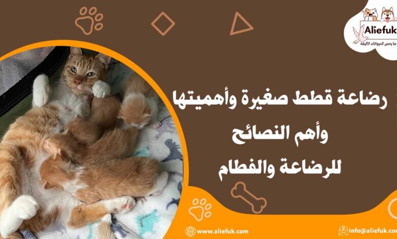 طرق رضاعة قطط صغيرة