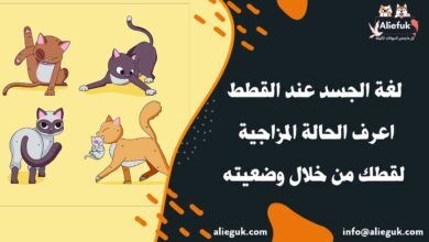 علامات لغة الجسد عند القطط