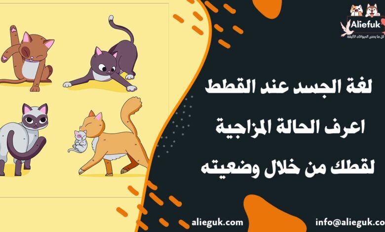 لغة الجسد عند القطط اعرف الحالة المزاجية لقطك من خلال وضعيته - موقع أليفك علامات لغة الجسد عند القطط