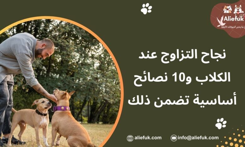 علامات نجاح التزاوج عند الكلاب