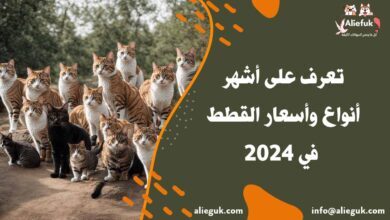 ما هي أنواع وأسعار القطط