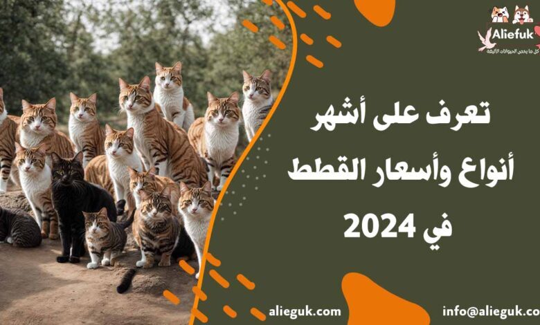 ما هي أنواع وأسعار القطط