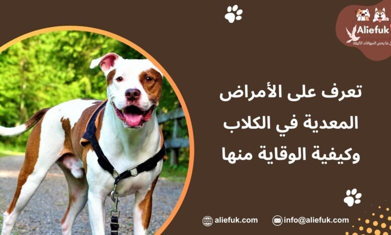 تعرف على الأمراض المعدية في الكلاب وكيفية الوقاية منها - موقع أليفك علاج الأمراض المعدية في الكلاب
