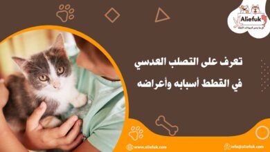 علاج التصلب العدسي في القطط