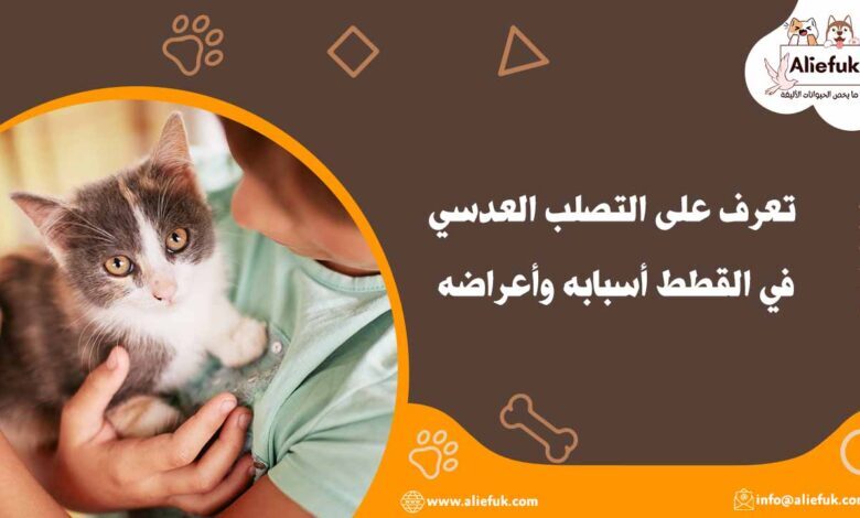 علاج التصلب العدسي في القطط