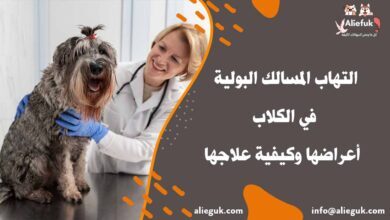 علاج التهاب المسالك البولية في الكلاب