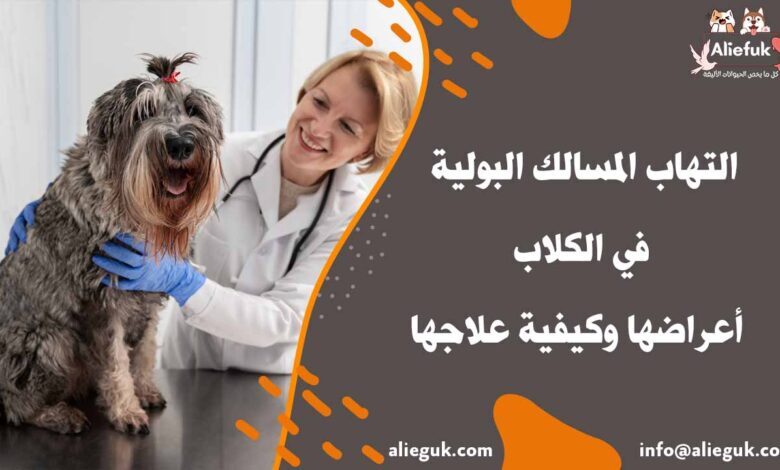 علاج التهاب المسالك البولية في الكلاب