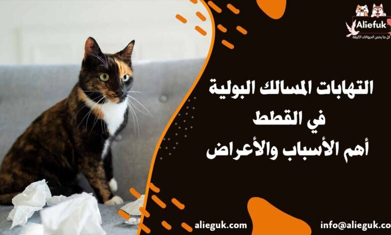 علاج التهابات المسالك البولية في القطط