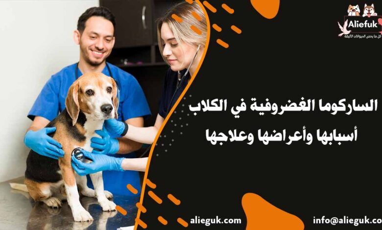 علاج الساركوما الغضروفية في الكلاب
