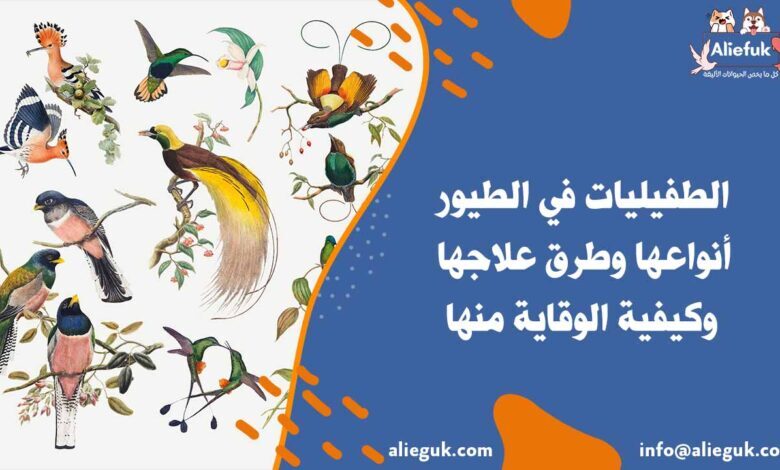 علاج الطفيليات في الطيور