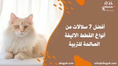 أنواع القطط الاليفة